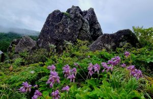 지리산 동자꽃ㆍ모시대 등 다양한 여름야생화 만개