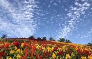 신안군, 1억 4백만 송이 맨드라미꽃 축제 개최