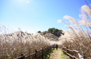 정선군, 민둥산은빛억새축제 다양한 프로그램으로 개최