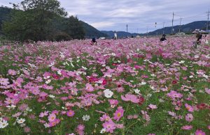 하동군, 북천 코스모스·메밀꽃축제 화려하게 개막