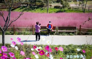 함안군, 악양생태공원 핑크뮬리와 악양둑방 코스모스가 유혹의 손짓