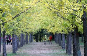 홍천군 가을명소 ‘홍천 은행나무숲’ 무료 개방 인기