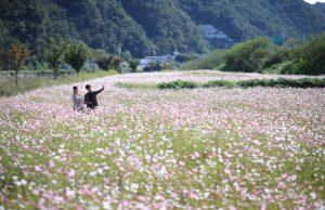 안동시, 가을 낭만이 가득한 남후면 ‘코스코스 꽃길’