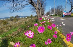 광주시, 극락교∼서창교 왕복 10㎞ 코스모스길 조성