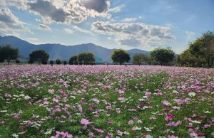 밀양시, 코스모스의 핑크빛 물결 향연이 시작되다