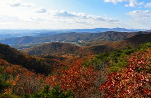 수원시 광교산 솔향기숲 ‘대한민국 100대 명품숲’에 선정