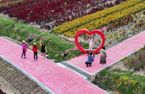 신안군 ‘섬 맨드라미 축제’ 성황리 마무리