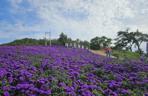 신안군, 퍼플섬 아스타 꽃 인기 절정