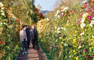 태안군, 국화축제 10월 27일 개막한다
