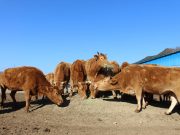 합천군, 제1회 합천황토한우축제 열린다