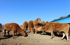 합천군, 제1회 합천황토한우축제 열린다
