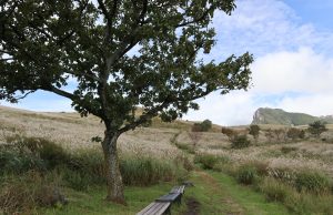 합천군, 합천 황매산 억새축제 개최