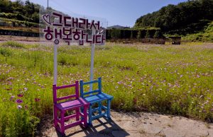 합천군, 코스모스와 함께 합천박물관&옥전고분군 관람