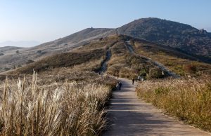 합천 황매산 억새축제 성황리 개막