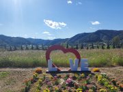 홍천군, 남면 수변생태공원 코스모스 절정