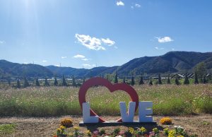 홍천군, 남면 수변생태공원 코스모스 절정