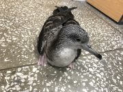 울릉도, 깍새(슴새)의 실체를 찾아라