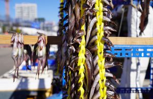 제14회 속초시 양미리⋅도루묵 축제 개최