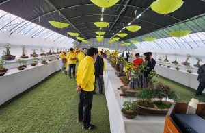 신안군, ‘팔금면 황금 국화분재 전시회’ 개최