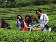 보성군, 보성다향대축제 2024~2025년 문화관광축제 선정