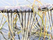 두꺼비의 날 행사 열린다