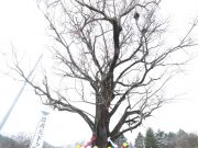 함양군 서하면 천연기념물 은행나무 고사제 거행