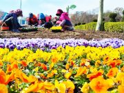 함평나비대축제 앞두고 봄꽃 준비 ‘한창’