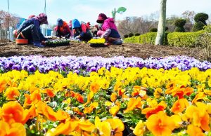 함평나비대축제 앞두고 봄꽃 준비 ‘한창’