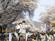 안동시, 풍성한 봄축제로 도시를 물들인다