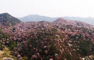 담양군, 제1회 금성면 고비산 산벚꽃축제 개최