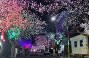 제6회 합천 벚꽃음악회 개최