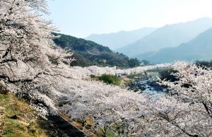 22일부터 제26회 화개장터 벚꽃축제 개최