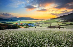 장흥 선학동마을, 유엔관광청 ‘최우수 관광마을’ 후보 선정