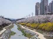 영주시, ‘벚꽃과 함께하는 시민 어울림 한마당’ 개최