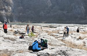 정선군, 동강할미꽃 축제 성황리 종료