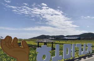 포항 호미곶에 유채꽃 ‘활짝’