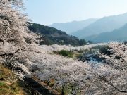 ‘하동으로 여행 가자’ 꽃향기 따라 떠나는 한 달 여행