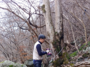 하동 고로쇠 물 올해도‘풍년’