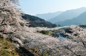 ‘하동으로 여행 가자’ 꽃향기 따라 떠나는 한 달 여행