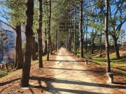 함안군, 아라숲길 내 맨발길 조성한다