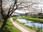 홍성 벚꽃 명소로 나들이 즐기러 오세요