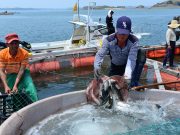 홍성 남당항 바다송어 축제 개최한다