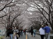 양산시, 2024 물금벚꽃축제 성료