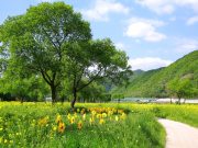 동이면 유채꽃 스마트폰 사진 공모전 개최