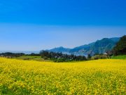 울릉군 죽도, 유채꽃에 물들다