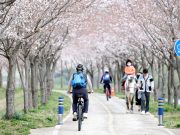 의령군, 50%만 개화해도 ‘벚꽃은 아름다워’