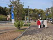 이천, 장호원 무릉도원 복사꽃투어’ 만석에 시티투어 대박났다