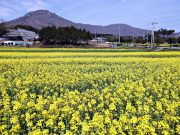 장흥군, 안양 기산마을 유채꽃 ‘활짝’ 관광객 몰려