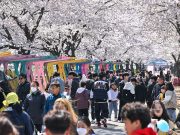 정선군, ‘가리왕산 아래 벚꽃의 향연’ 북평면 벚꽃 축제 개최