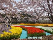 태안 안면도 세계 튤립꽃 축제 개최